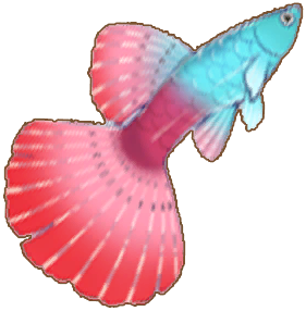 Guppy