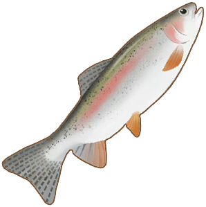 Rainbow Trout