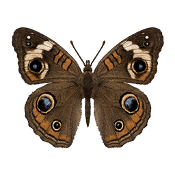 Buckeye butterfly icon from Crimson Desert