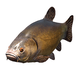Tench fish icon from Crimson Desert