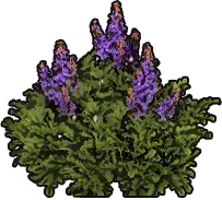 Healing Herb Sapling