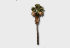 Desert Fan Palm outdoor furniture item in inZOI