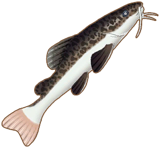 Redtail Catfish