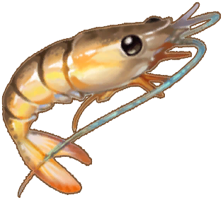 Brown Tiger Prawn