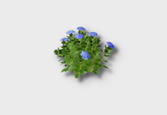 Dwarf Morning Glory outdoor furniture item in inZOI