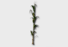 Corn outdoor furniture item in inZOI