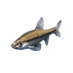 Small Minnow fish icon from Crimson Desert