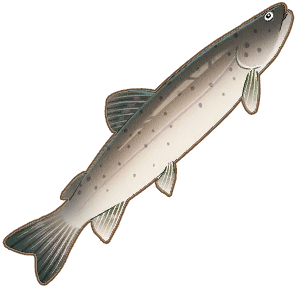 Siberian Taimen
