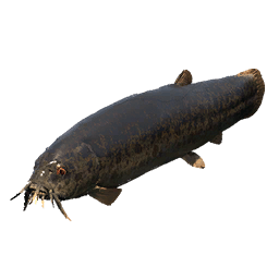 Giant Pond Loach fish icon from Crimson Desert