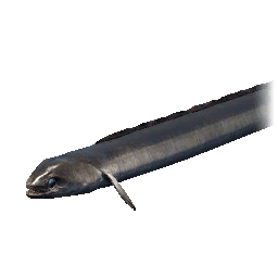 Freshwater Eel fish icon from Crimson Desert