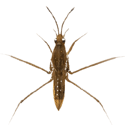 Water Strider insect icon from Crimson Desert