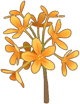 Osmanthus