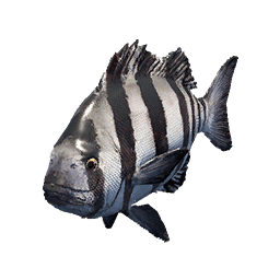Barred Knifejaw fish icon from Crimson Desert