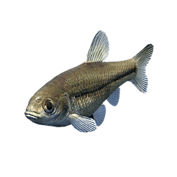 Small Gudgeon fish icon from Crimson Desert