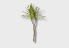 Dragon Tree Sapling outdoor furniture item in inZOI