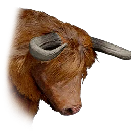Highland Cow