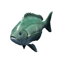 Opaleye fish icon from Crimson Desert