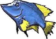 Blue Tang