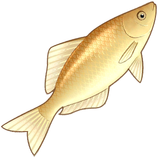 Wheatfish