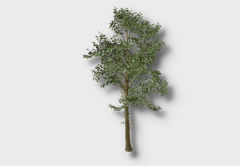 Eucalyptus Tree outdoor furniture item in inZOI