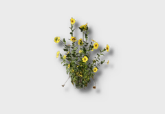 Marigold outdoor furniture item in inZOI
