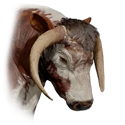 White-striped Longhorn