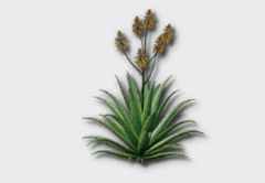 Blooming Aloe Vera outdoor furniture item in inZOI