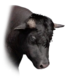 Female Cow