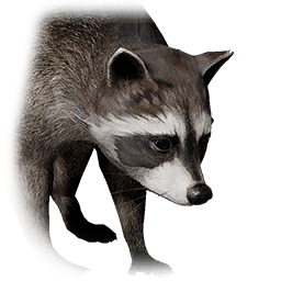 Raccoon lifeform icon from Crimson Desert