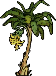 Banana Sapling