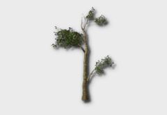 Elm Tree Sapling outdoor furniture item in inZOI