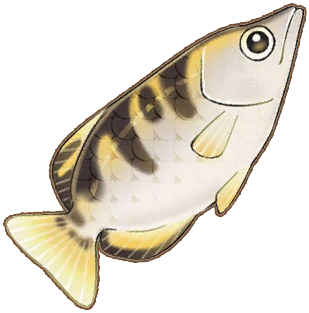 Archerfish