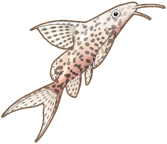 Upside-Down Catfish