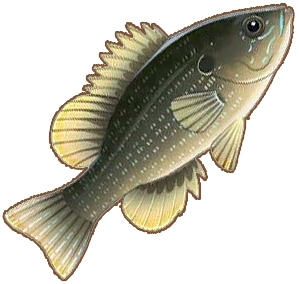 Green Sunfish