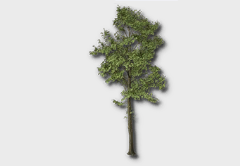 Tall Elm Tree outdoor furniture item in inZOI