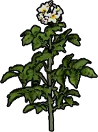 Sweet Potato Sapling