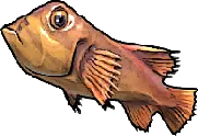 Reef Snapper