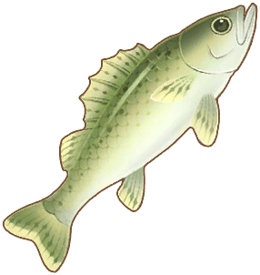Bass
