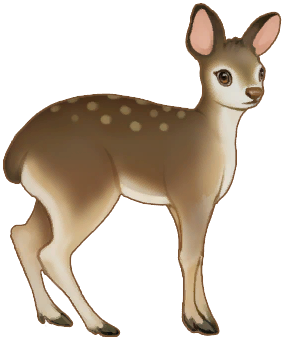 Black Musk Deer
