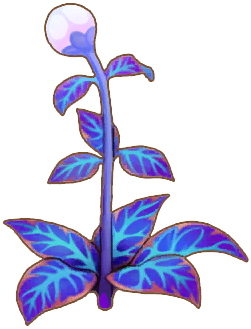 Midnight Herb