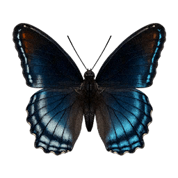Diana Fritillary butterfly icon from Crimson Desert