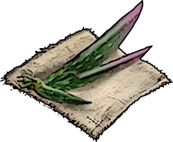 Aloe Seeds