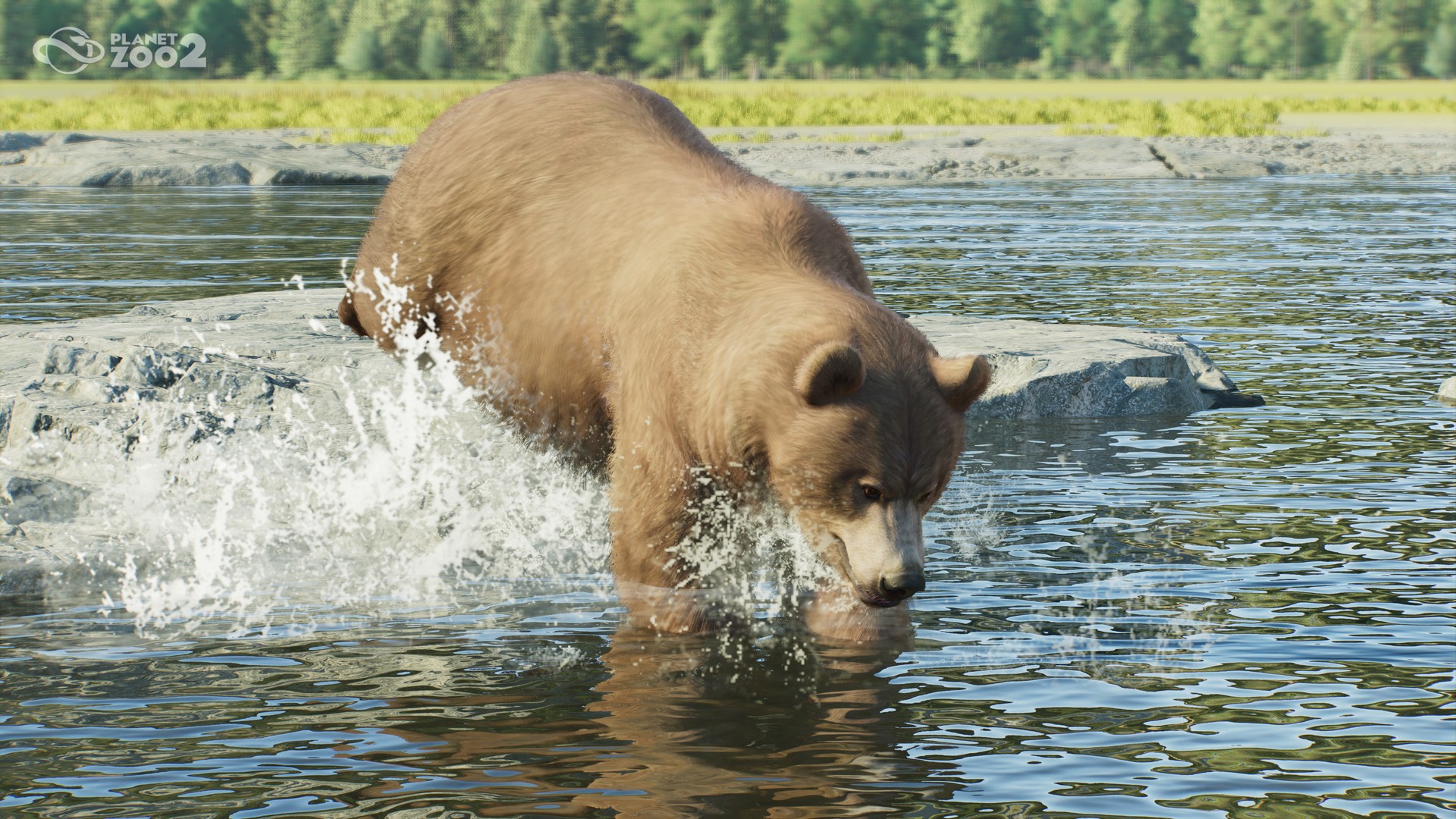 A grizzly bear wading through shallow water