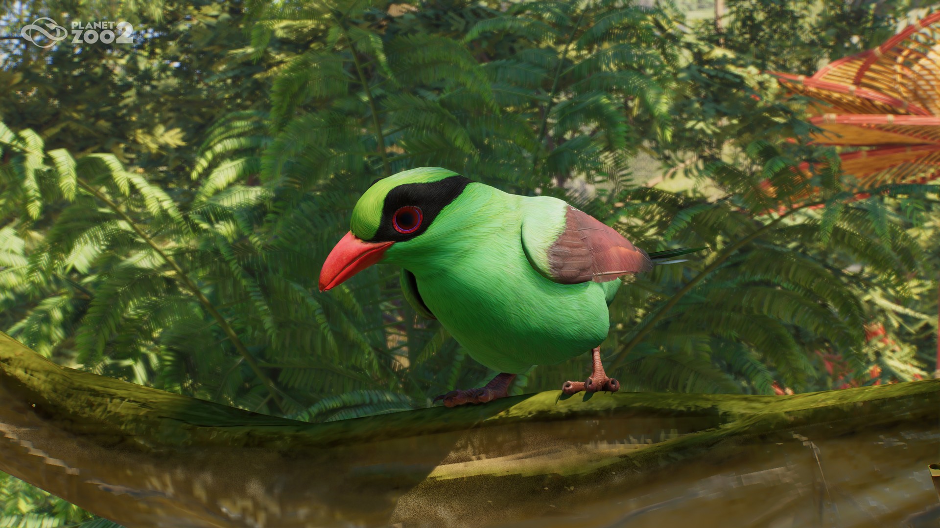 A Javan green magpie with green plumage and a red bill perched beside foliage