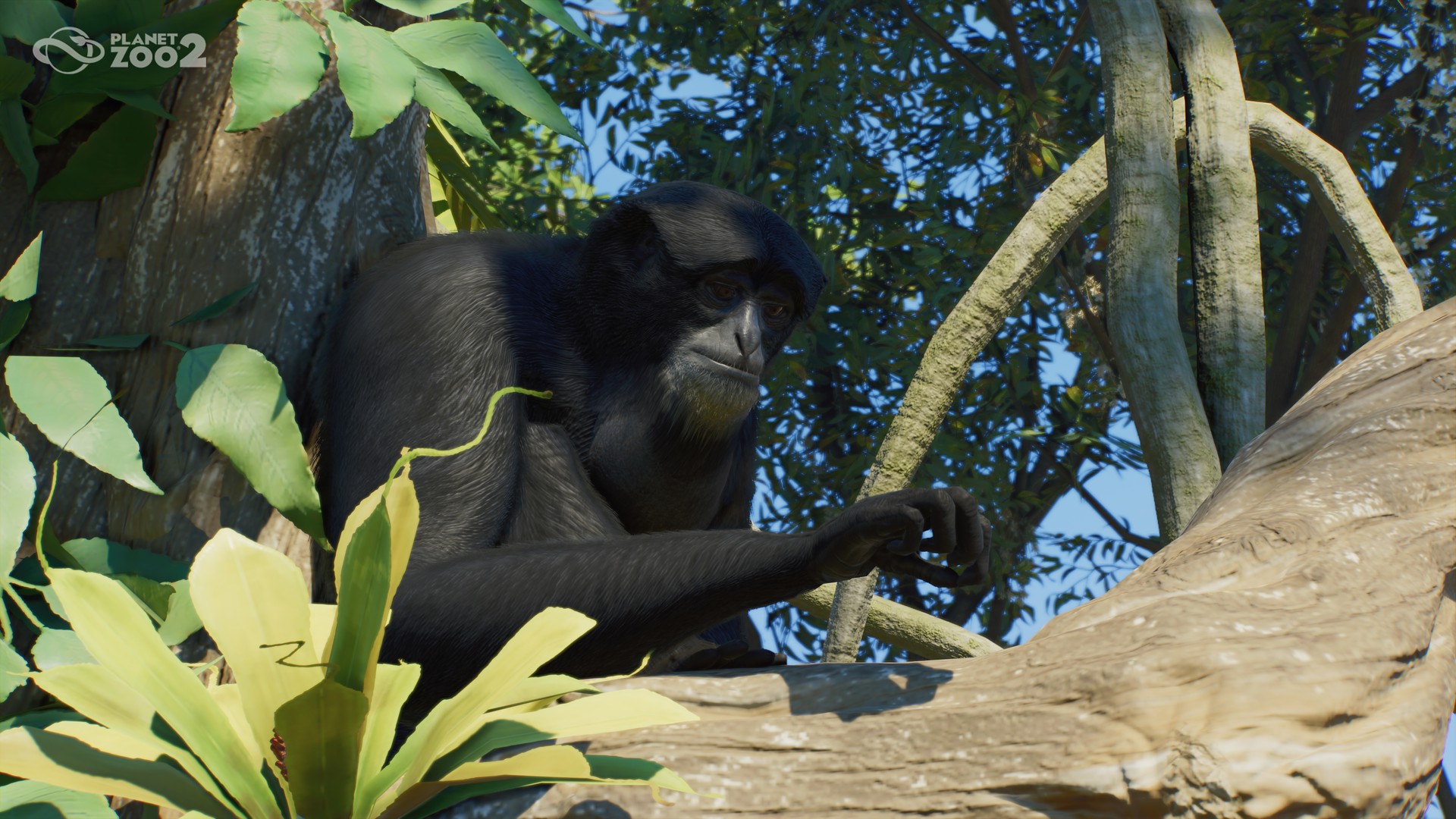 A siamang perched among branches and leaves in a wooded habitat