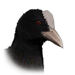 Coot