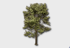 Elm Tree outdoor furniture item in inZOI