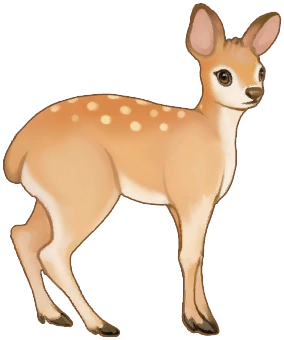 Musk Deer