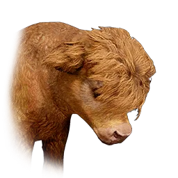 Highland Cow Calf