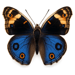 Southern Blue Peacock butterfly icon from Crimson Desert